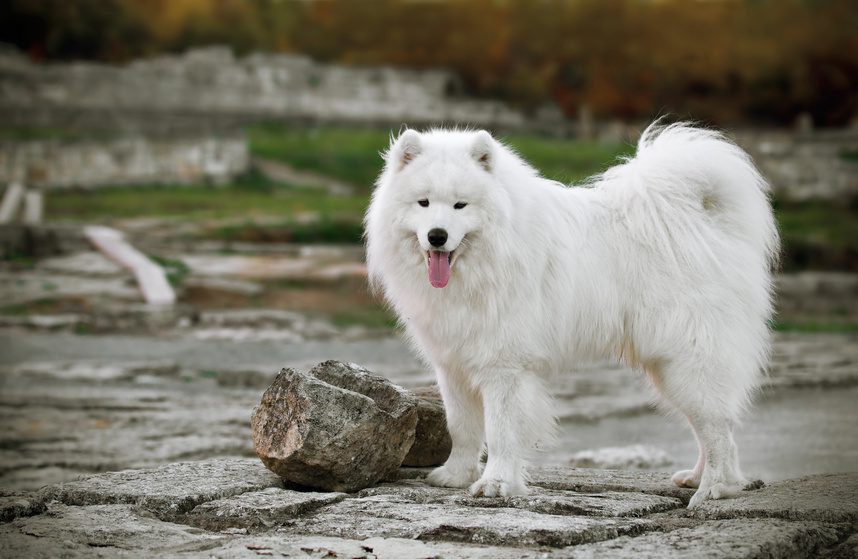 луксозни животни