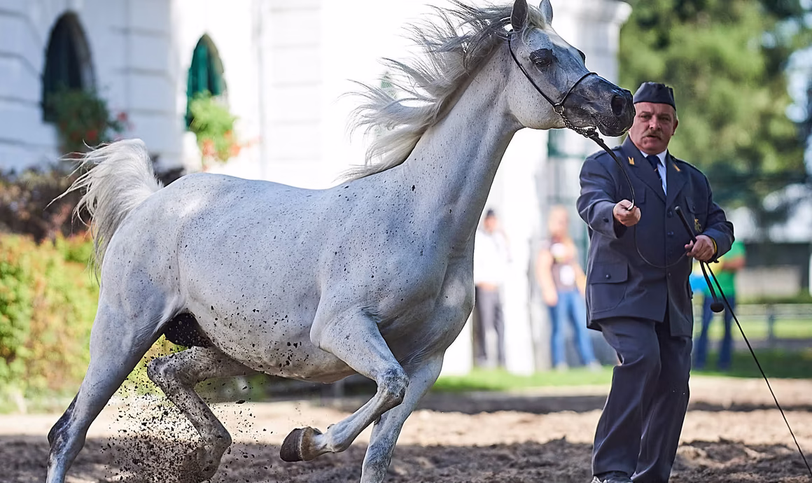Известните конни ферми за арабски коне в Полша