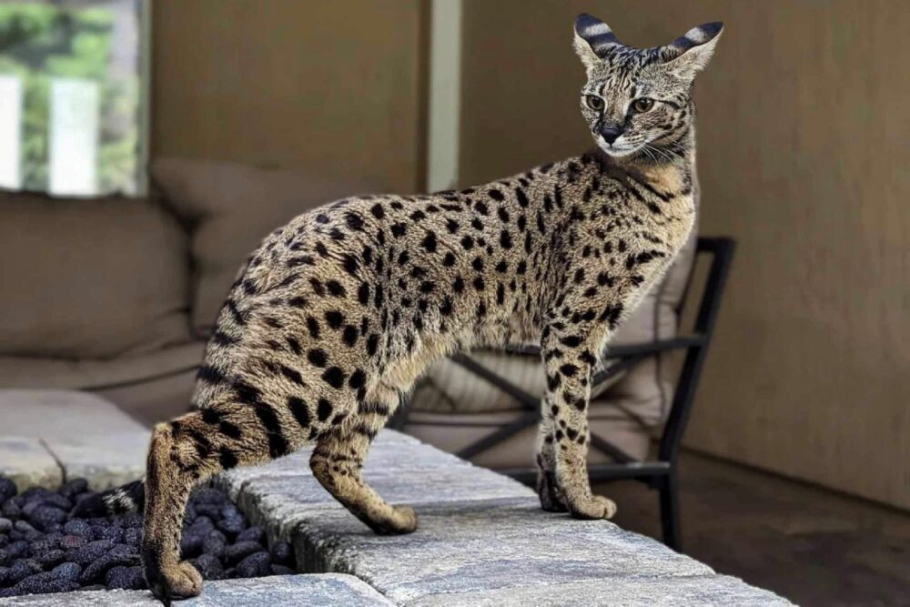 Коя е най-скъпата котка