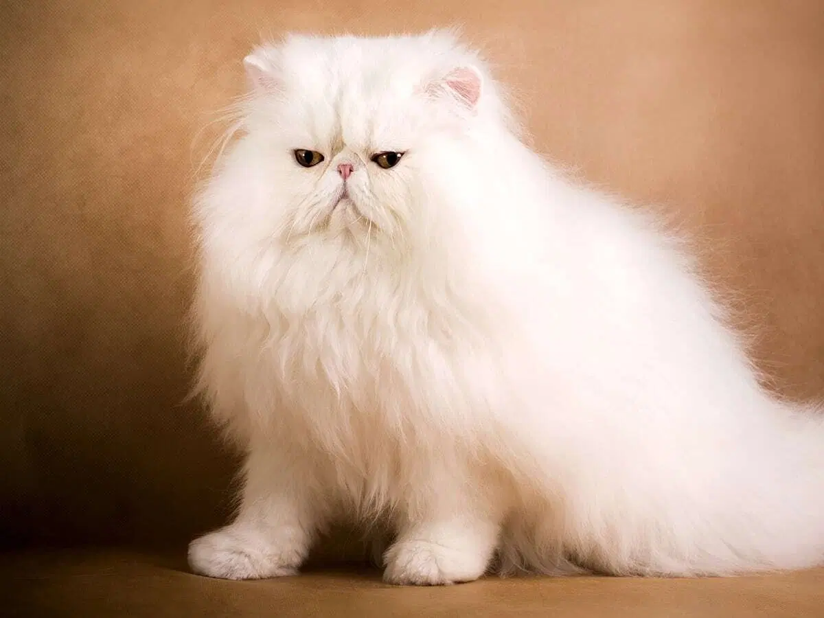 Колко струва най-скъпата котка блог