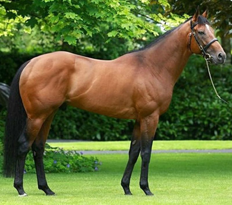 Темперамент на Фолблут