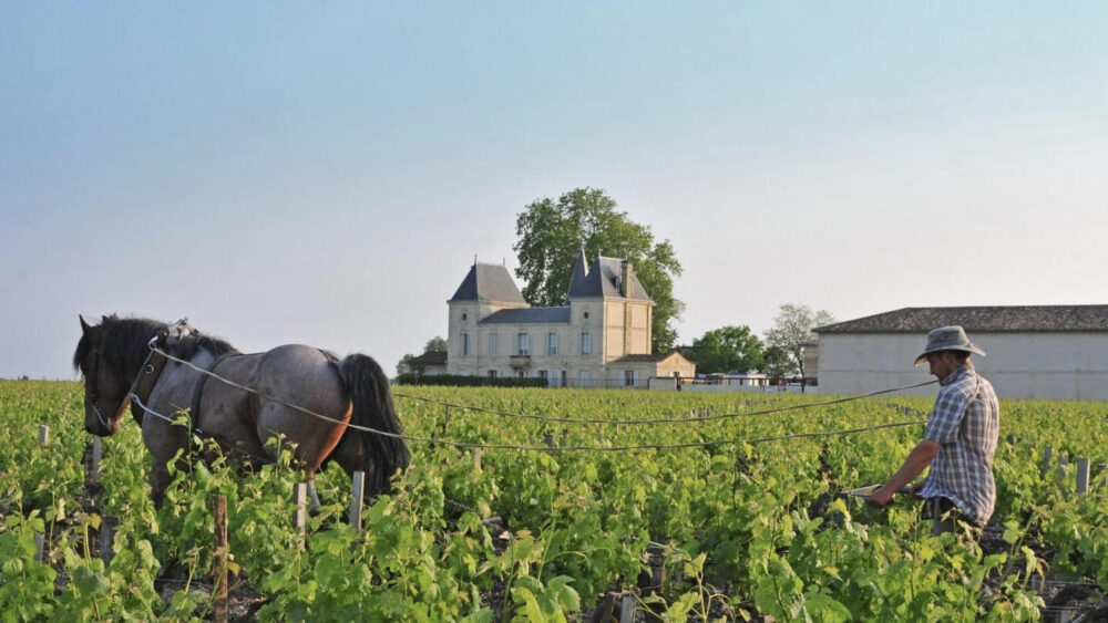 Вино Chateau Margaux Цена